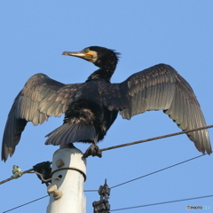 カワウ