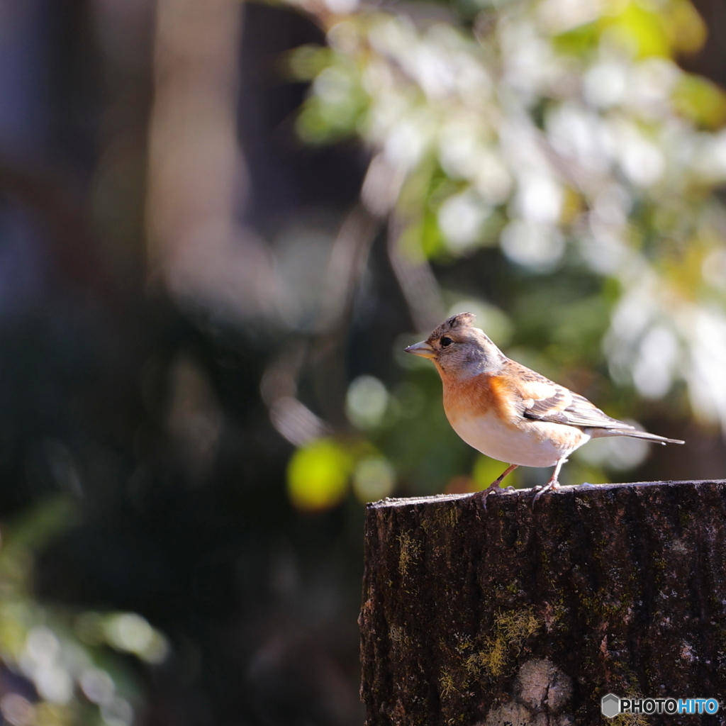 野鳥撮影