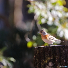 野鳥撮影