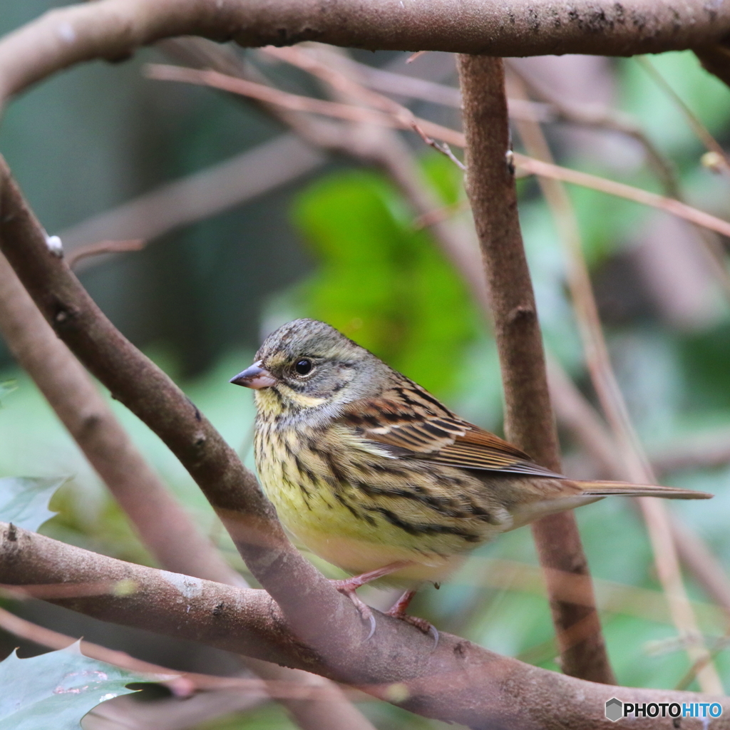 野鳥撮影