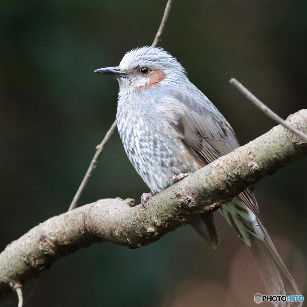 野鳥撮影