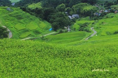 稲倉の棚田
