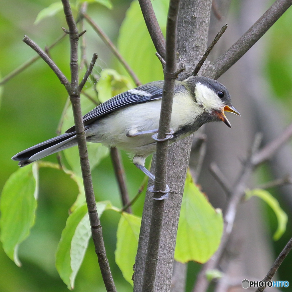シジュウカラ（幼鳥）