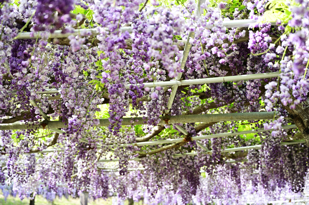 藤の花