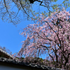 長谷寺枝垂桜