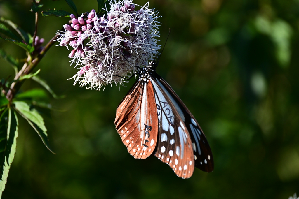アサギマダラのマーキング