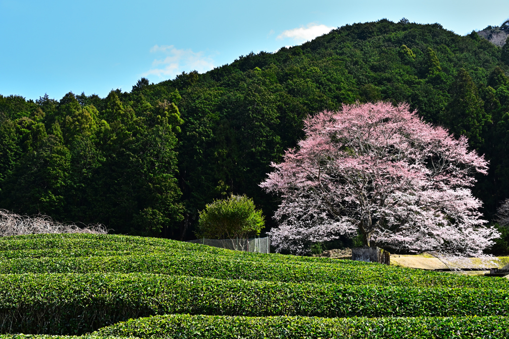 竹原の薄墨桜