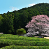 竹原の薄墨桜