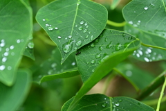 雨あがり