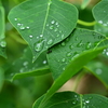 雨あがり