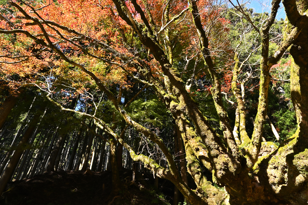 樹齢４００年