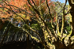 樹齢４００年