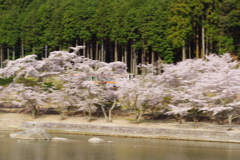 桜の中を