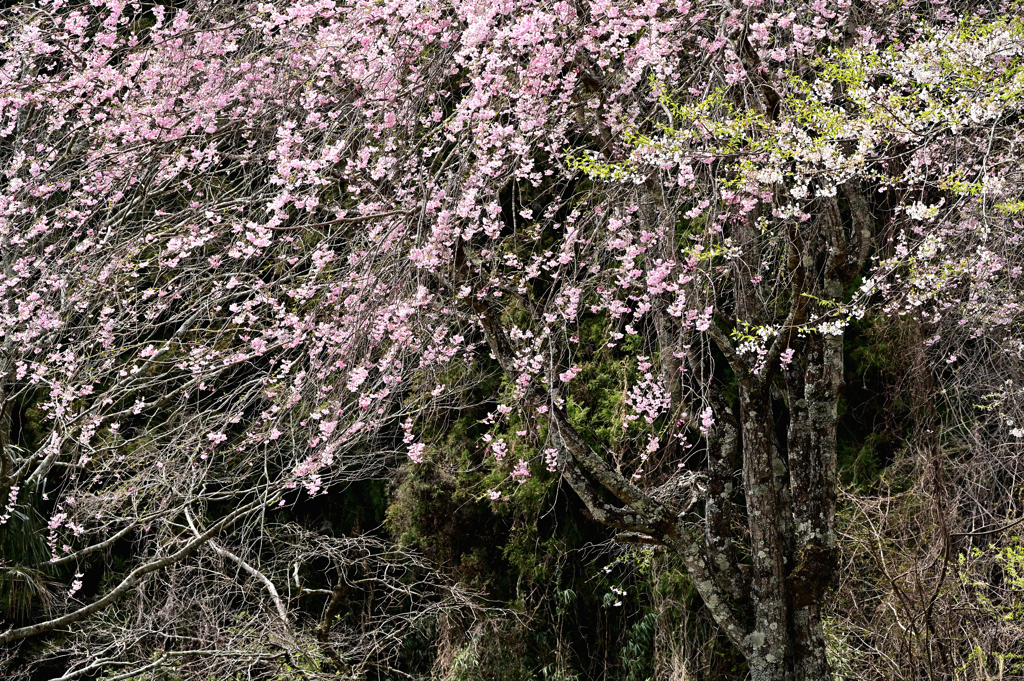 枝垂桜