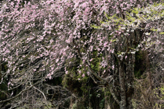 枝垂桜