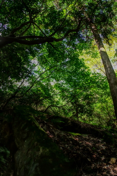 石仏の森