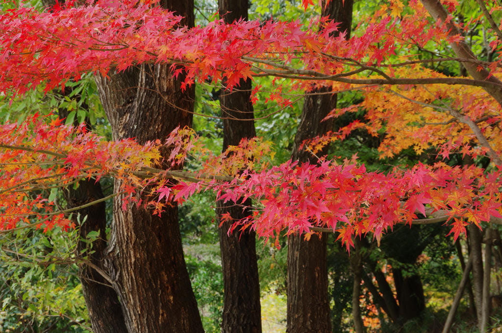 紅葉