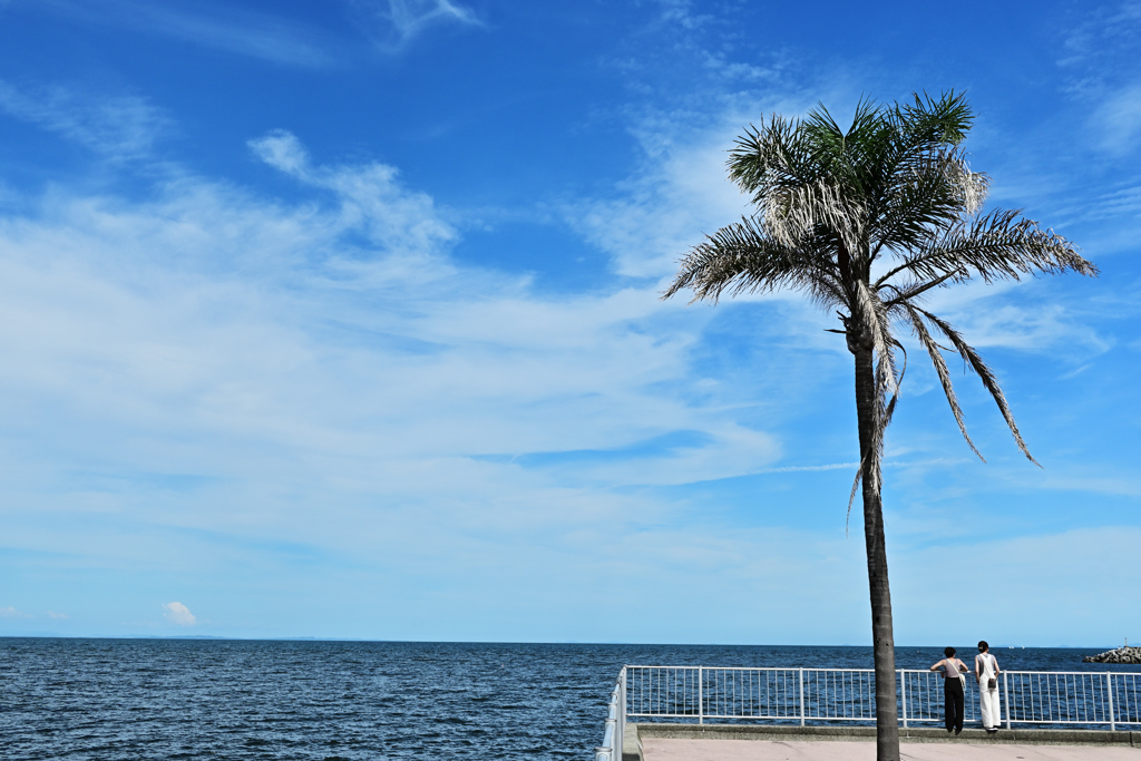 夏の海