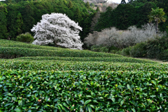 茶畑に立つ