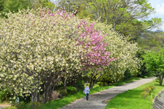 御衣黄桜