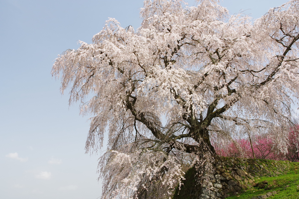 又兵衛桜１
