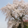 又兵衛桜１