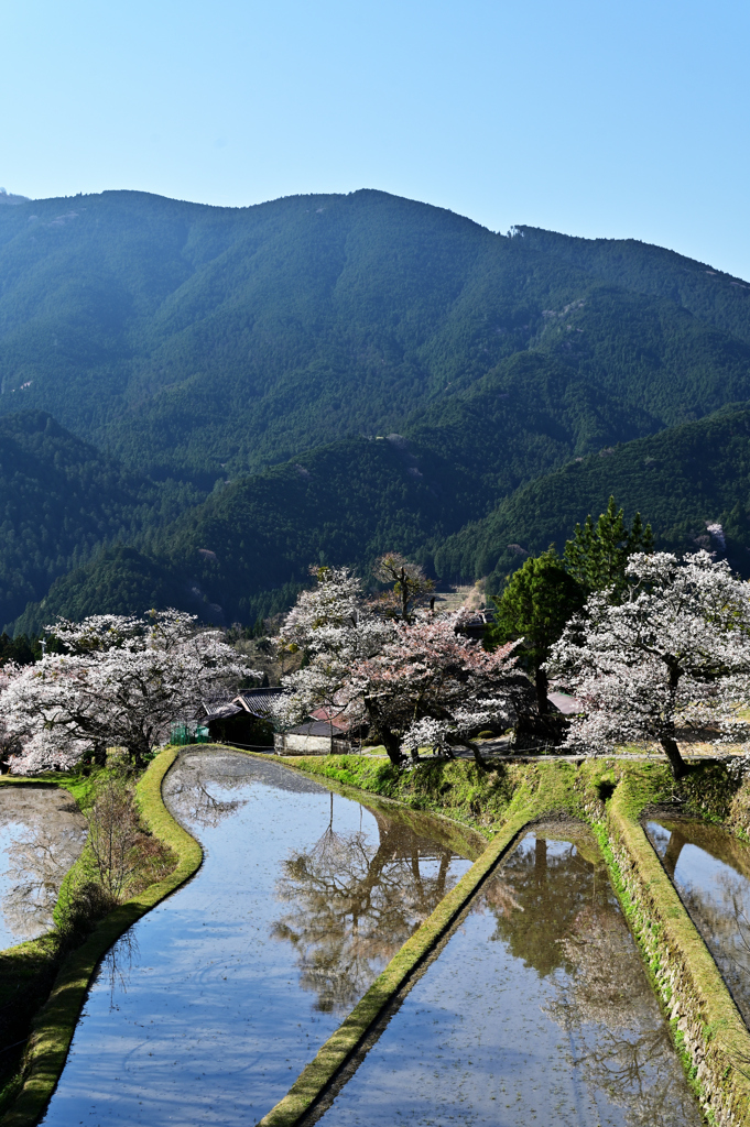 三多気の桜