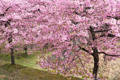 河津桜満開