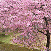 河津桜満開