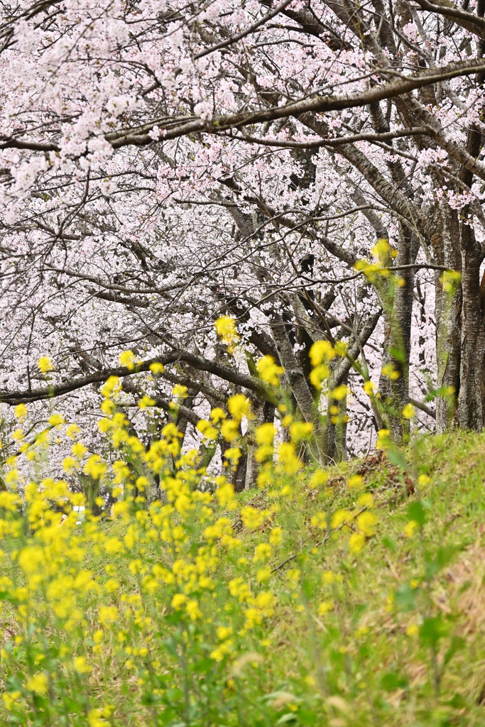 春の風景