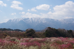 いなべ梅林公園