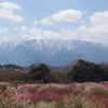 いなべ梅林公園