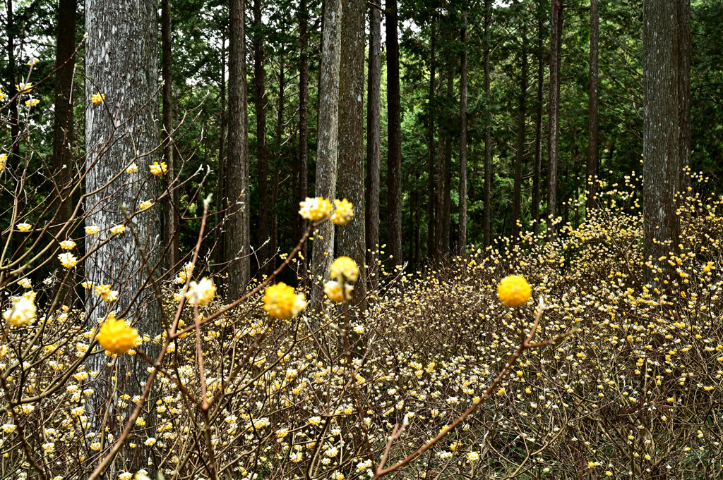 ミツマタの森