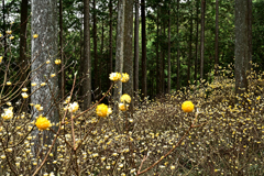 ミツマタの森
