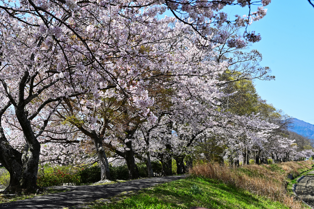 桜並木