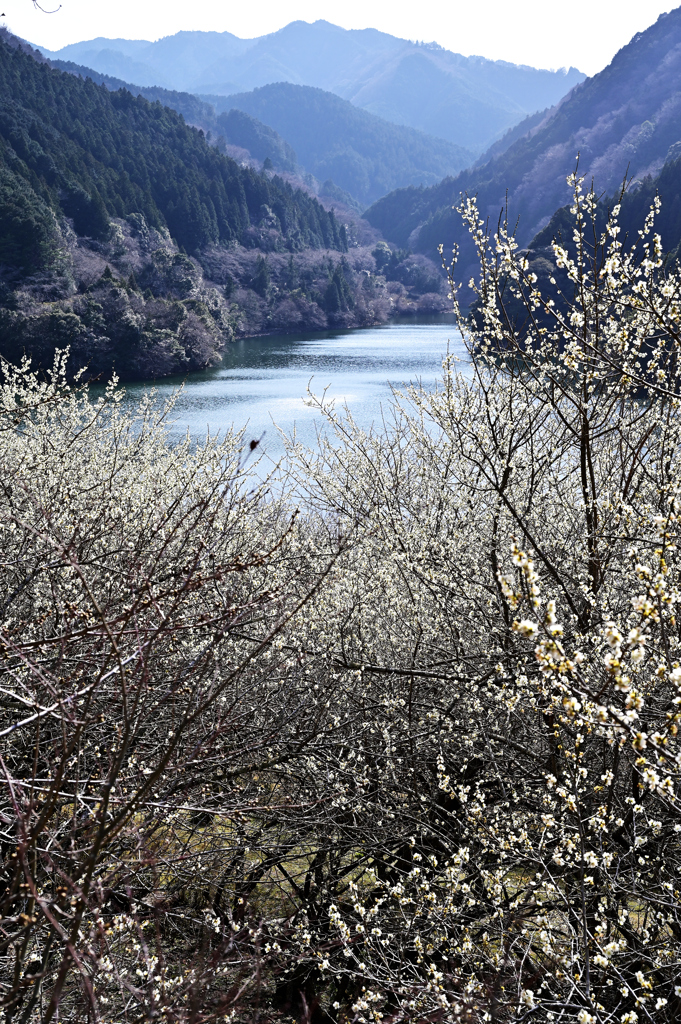 湖畔の梅林