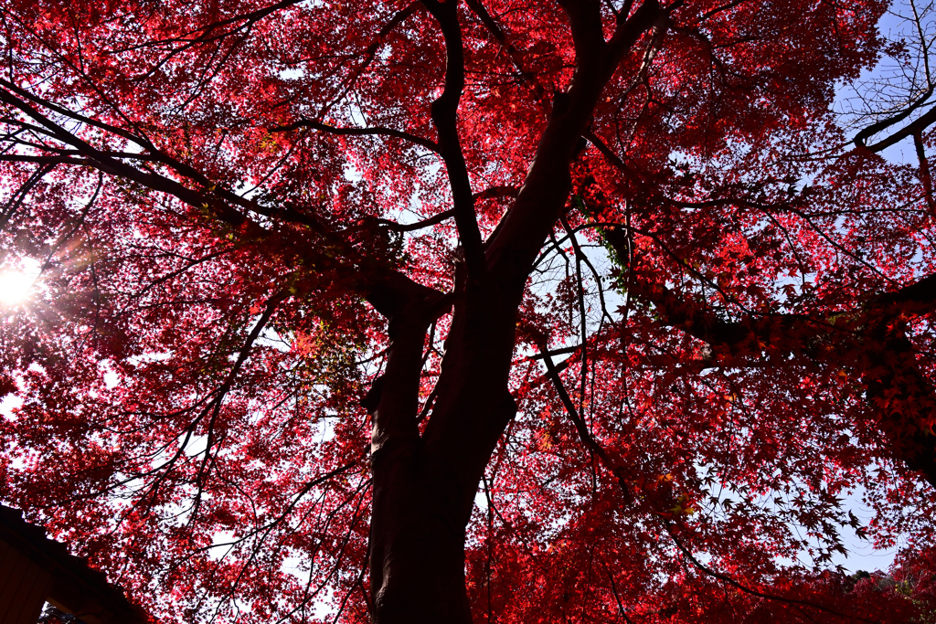 長徳寺紅葉