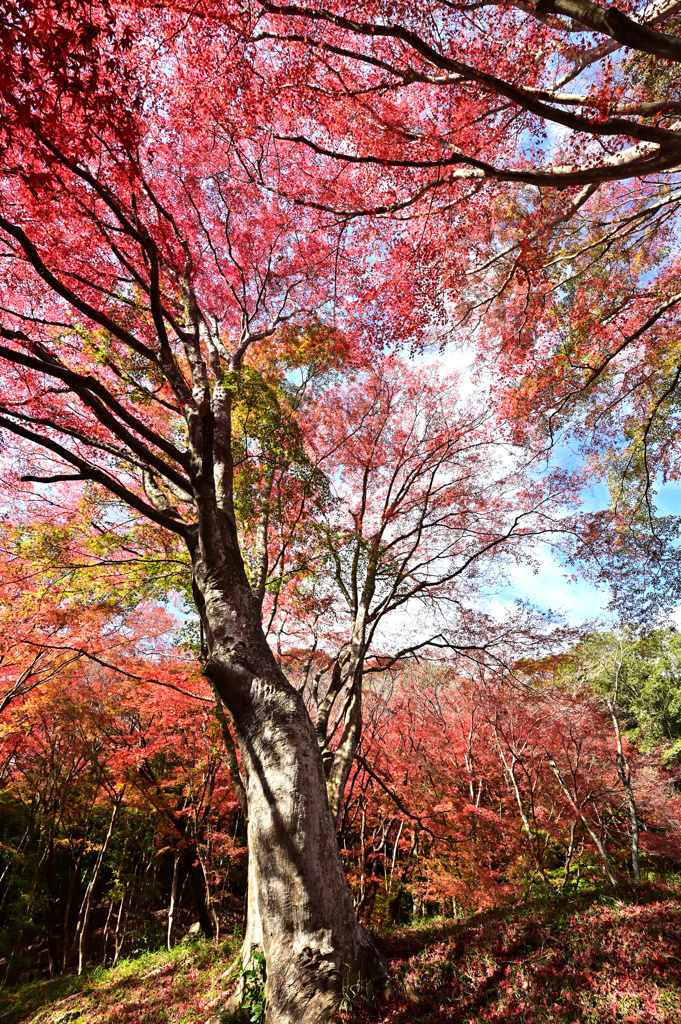 長徳寺紅葉3
