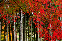 紅葉と木立ち