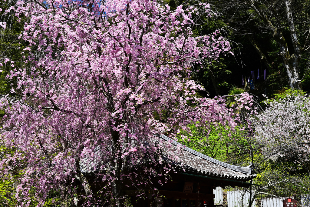 長谷寺枝垂桜