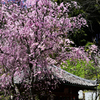 長谷寺枝垂桜