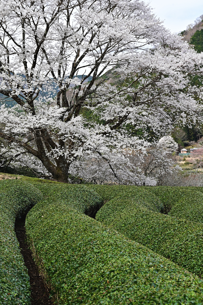 薄墨桜満開
