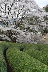 薄墨桜満開