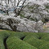薄墨桜満開