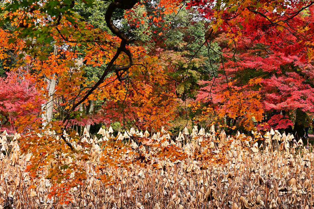 京都植物園の紅葉ハス池