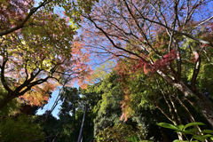 長谷寺 紅葉３