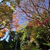 長谷寺 紅葉３