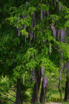 藤の花