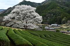 竹原の薄墨桜