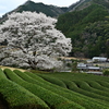 竹原の薄墨桜